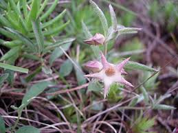 Image result for Cyphia brachyandra