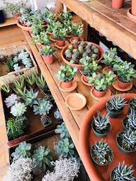 The plant requires frequent and thorough watering, during its active growth in spring and summer, keeping. Easy Ways To Up Your Mood In Winter Casie Stewart This Is My Life Plants Cool Plants Succulents