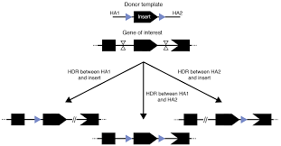Genes Free Full Text Embryo Based Large Fragment Knock In In Mammals Why How And What S Next Html