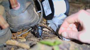 Blue Rhinoceros Beetle Lifting Shoe In Stock Footage SBV-328058012 -  Storyblocks