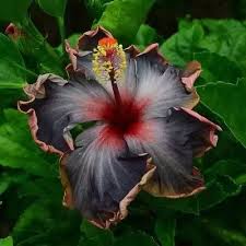 Hibiscus plant care tips at houseplant411.com. When Is The Best Time To Prune A Hybiscus Bush In A Pot Quora