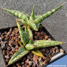 Image result for Laggera gracilis