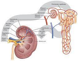 25 1 Internal And External Anatomy Of The Kidney Anatomy Physiology Renal Physiology Kidney Anatomy Kidney Disease