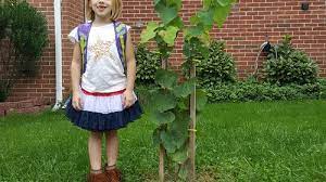 Redbud trees are often the first trees to flower. Baby Eastern Redbud