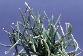 Image result for Synadenium cameronii