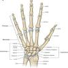 Long bones function to support the weight of the body and facilitate movement. 1
