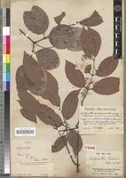 Image result for Hippocratea pallens