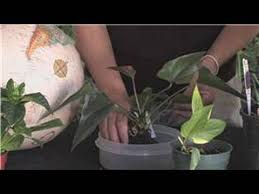 Once the pot is ready, fill it with the right type of soil, at about 1/3 of the pot. Flower Gardening How To Grow Anthuriums Youtube