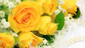 Yellow Roses Yellow Rose Bouquet Yellow Roses Rose Flower