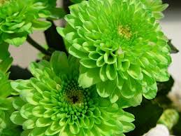 Pin By Debra Martelli On Fleurs Green Flower Pictures Purple Colour Flowers Green Flowers