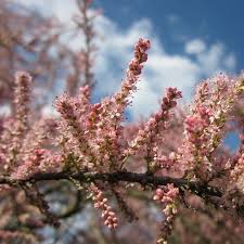 Image result for tamarix ramosissima pink cascade