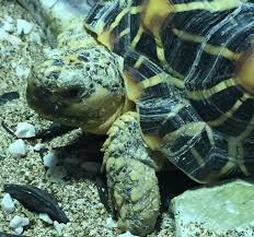 Pin Van Marie Delforge Op Tortoise