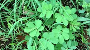 Image result for Vahlia dichotoma