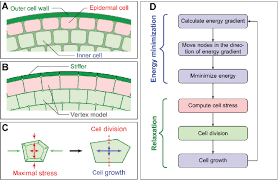 It's main function is to protect it from the environment and absorb the water from the ground. Schematic Diagram Of Model A Plant Tissue Structure From The Outside Download Scientific Diagram