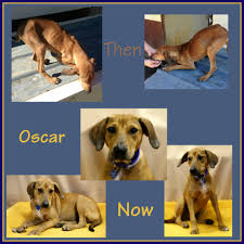 One step closer animal rescue (o.s.c.a.r.) 29 pets available at this rescue. Nwal Herding Dog Rescue Inc Wahl Grooming Grant Report