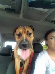 Lost dog found in Virginia Beach with help from animal control