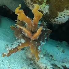 Wonder Of Science On Twitter Cuttlefish Disguised As Coral In 2020 Creepy Pictures True Art Nature Art