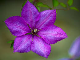 And with these two as a pair, you can grow vertically, up an obelisk, trellis, or arbor, to create a stunning focal point in your landscape. Pair Up Roses And Clematis Lakeside Plant And Garden Centre Your Garden Centre In Telford