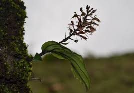 Image result for Liparis nervosa