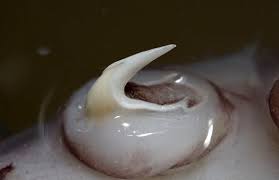 the colossal squid exhibition anatomy the arms and tentacles イカ 吸盤