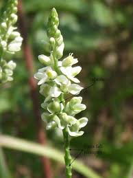 Image result for Polygala filicaulis