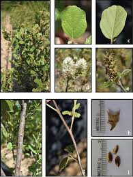 Image result for Hamamelidaceae