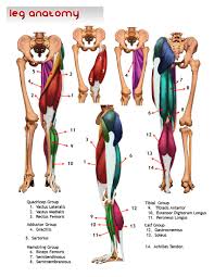 Muscles Of The Legs Anatomi Anatomi Sanati Anatomi Ve Anatomi Ve Fizyoloji