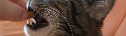 Kater werden im alter von 8 bis 10 monaten geschlechtsreif. Deine Katze Oder Kater Markiert Pfotenparadies Hier Werden Pfoten Verwohnt