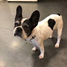 Französische bulldoggen aus dem tierheim, suchen ein neues zuhause über 100 tierheime melden uns ihre bullys du möchtest über neue französische bulldoggen in not informiert werden. Lola Bulldoggen Madchen Sucht Ein Schones Zuhause In Stuttgart Degerloch Bulldogge Ausgestopftes Tier Haustiere