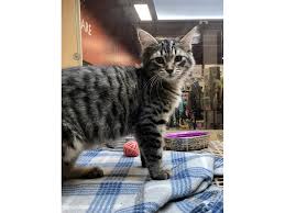 Tabby cat colors & patterns. Domestic Medium Hair Tabby Cat Online Shopping