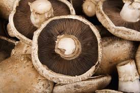 You only need the stalk. How To Grow Portobello Mushrooms The Appropriate Way To Do It