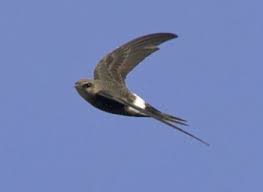 Результат пошуку зображень за запитом "стриж"