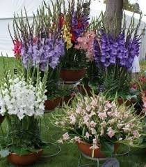 Growing Gladiolus In Pots Tips For Planting Gladiolus In A Container
