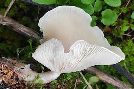 Image result for Clitocybe multiceps