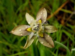 Image result for Moraea carsonii