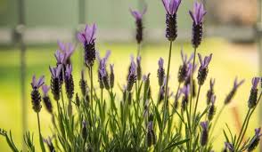 Get the latest breaking news, sports, entertainment and obituaries in providence, ri from the providence journal. 7 Tips To Stop Goats From Eating Flowers And Plants Farmhouse Guide