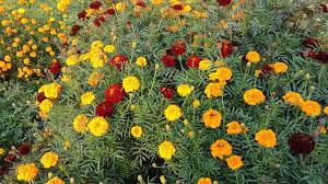 Check spelling or type a new query. Marigold Flower Information In Hindi Collect Marigold Seeds For Next Year Youtube