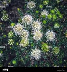 Image result for Agathisanthemum