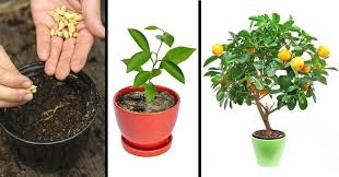 Tu Peux Facilement Faire Pousser Ces 8 Arbres Fruitiers A Partir Des Graines De Tes Propres
