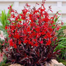 Cardinal Flower Queen Victoria American Meadows Cardinal Flower Red Plants Shade Perennials