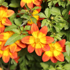 Image result for Bidens