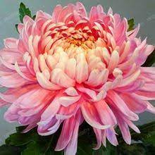 Buy 200 Pcs Chinese Mum Seeds Chrysanthemum Free Shipping Chrysanthemum Flower Beautiful Flowers Pretty Flowers