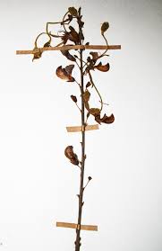 Image result for Droogmansia pteropus