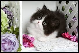 Black And White Persian Cat Oreo Classic Black White Tuxedo Doll Face Persian Black And White Tuxedo Classic Black White Persian Kittens