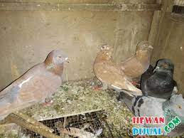 We did not find results for: Dijual Burung Dara Murah Terpercaya Hewandijual Com