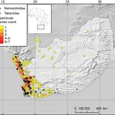 Image result for Savannosiphon euryphyllus