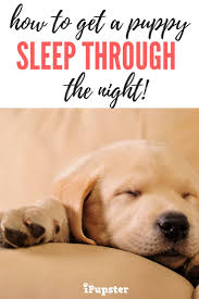 You can help by keeping night time trips to the garden very brief, and very businesslike. How To Get A Puppy To Sleep Through The Night Sleeping Puppies Getting A Puppy Potty Training Puppy