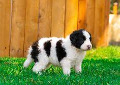 Border jack (border collie + jack russell terrier) bordoodle (border collie + poodle) golden border retriever (golden retriever + border collie) border heeler. 14 Bordoodle Puppies Ideas Bordoodle Puppies Puppies For Sale
