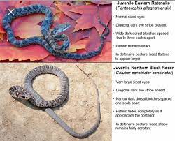 Juvenile Rat Vs Juvenile Racer Corn Snake Snake Black Racer