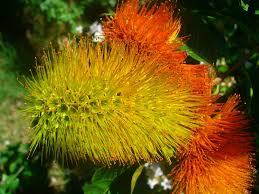 Image result for Combretum fuscum